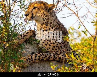 Portrait de Cheetah, concession Sandibe, delta d'Okavango, Botswana Banque D'Images