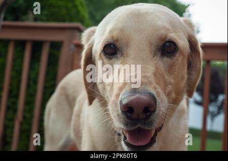 Chien Labrador jaune curieusement regardant dans l'appareil photo Banque D'Images