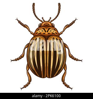 Coléoptère rayé de la pomme de terre du colorado, insecte Leptinotarsa decemlineata. Lutte antiparasitaire pour les plantes de jardin. Bogue nocif. Mouche parasite animaux dommages pommes de terre. Vecteur Illustration de Vecteur