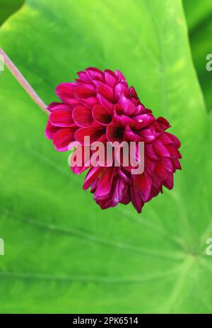 De belles fleurs de Dahlia poussent dans le jardin à l'extérieur lors d'une chaude journée d'été. Banque D'Images