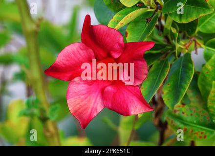 Belle fleur de rose rouge du désert poussant dans le jardin à l'extérieur lors d'une chaude journée d'été. Banque D'Images