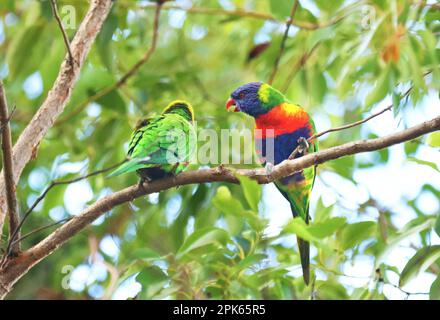 Oiseaux autour du bloc dans des arbres perchés et suspendus avec d'autres Lorikeets arc-en-ciel, la beauté de la nature. Banque D'Images