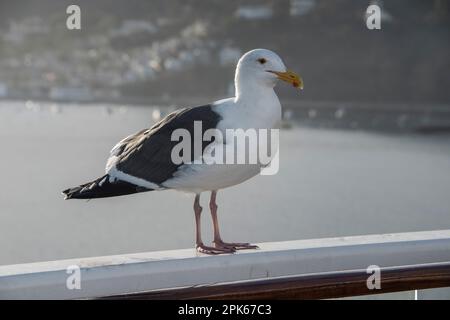 Le Goéland argenté (Larus argentatus smitthsonianus) est probablement présent en Amérique du Nord. Celui-ci se trouve sur le rail d'un navire près de l'île Catalina Banque D'Images