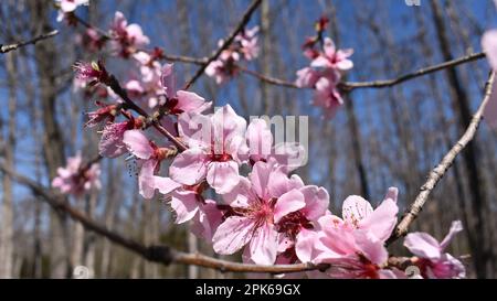 Le printemps fleurit sur un arbre de pêche sauvage, prunus persica, dans le Missouri rural, Mo, États-Unis, ÉTATS-UNIS. Banque D'Images