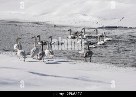 Un troupeau de cygnes trompettes sur la fourche Henry's de la rivière Snake en hiver, Harriman State Park, Island Park, Idaho, États-Unis Banque D'Images