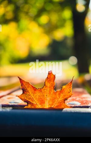 Feuilles d'automne colorées tombant sur un banc en bois. Vue à travers le feuillage d'automne dans la forêt du parc. Feuilles d'arbre doré. Magnifique arbre avec des feuilles jaunes dans la forêt d'automne. Chemin parsemé de feuilles d'automne. Nature automne paysage arrière-plan Banque D'Images