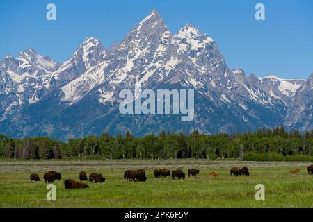 Troupeau de bisons devant les montagnes, Wedge Mountain, Colombie-Britannique, Canada Banque D'Images