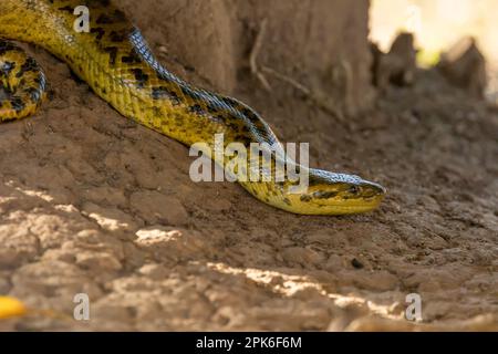 Une anaconda jaune (Eunectes notaeus) au sol près de Porto Jofre dans le Pantanal brésilien. Banque D'Images