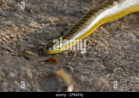 Une anaconda jaune (Eunectes notaeus) au sol près de Porto Jofre dans le Pantanal brésilien. Banque D'Images