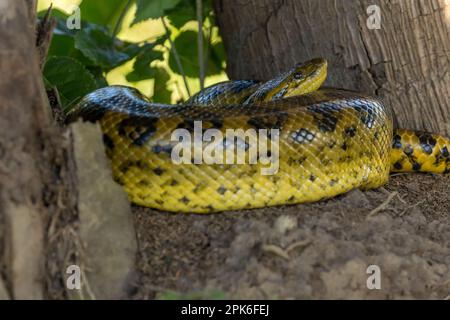 Une anaconda jaune (Eunectes notaeus) au sol près de Porto Jofre dans le Pantanal brésilien. Banque D'Images