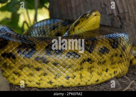 Une anaconda jaune (Eunectes notaeus) au sol près de Porto Jofre dans le Pantanal brésilien. Banque D'Images