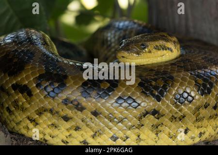 Une anaconda jaune (Eunectes notaeus) au sol près de Porto Jofre dans le Pantanal brésilien. Banque D'Images