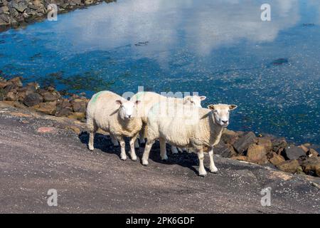 Moutons sur la mer des Wadden, Foehr, Île de Frise du Nord, Frise du Nord, Schleswig-Holstein, Allemagne Banque D'Images