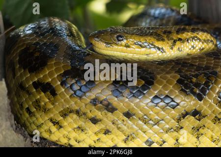 Une anaconda jaune (Eunectes notaeus) au sol près de Porto Jofre dans le Pantanal brésilien. Banque D'Images