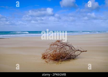 Sur la plage, Jeffreys Bay près de Port Elizabeth, Garden route, Eastern Cape, Afrique du Sud Banque D'Images