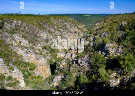 Gorges River Mouth gorge, parc national de Tsitsikamma, Garden route, Eastern Cape, Afrique du Sud Banque D'Images