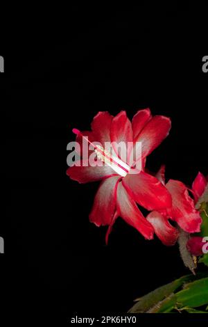 Fleur rouge d'un Schlumbergera de la famille des cactus (Cactaceae), avec stigmate, avec stamen (tamina), studio de photographie avec fond noir Banque D'Images