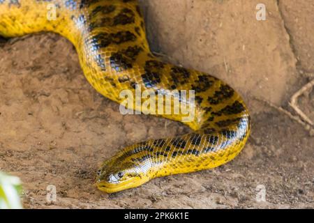 Une anaconda jaune (Eunectes notaeus) au sol près de Porto Jofre dans le Pantanal brésilien. Banque D'Images