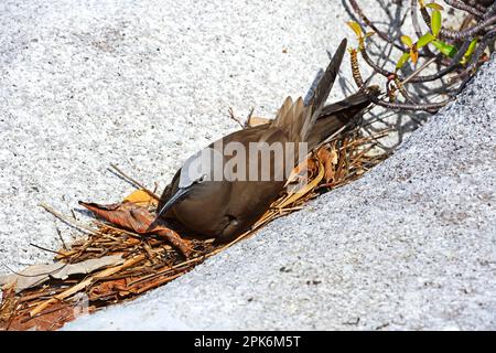 Noddy brun, brun (Anous stolidus), reproduction sur l'oeuf, île Cousin, Seychelles Banque D'Images