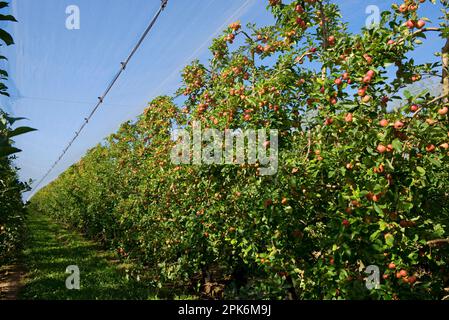 Pommes de cordon mûres à forte fructification sur les arbres sous des filets d'ombre près de Sainte-Foy-la-Grande, Gironde, France Banque D'Images