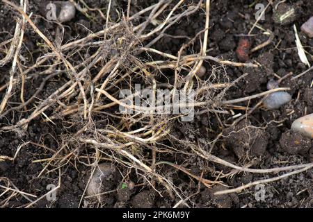 Herbe de table (Agropyron repens), rhizomes, creusée dans un potager établi Banque D'Images