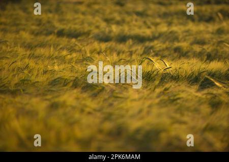 Récolte d'orge (Hordeum vulgare), mûrissement au champ le soir, Suède Banque D'Images