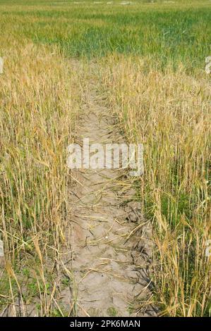 Culture d'orge (Hordeum vulgare), plantes mûres avec chenilles sur le terrain, Suède Banque D'Images