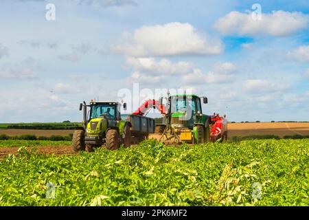 Récolte de pommes de terre (Solanum tuberosum) « Lady Rosetta », récolte sur le terrain commercial, tracteur John Deere avec remorque de remplissage de récolteuse, Norfolk, Angleterre Banque D'Images