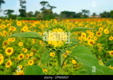Tournesol (Helianthus annuus), gros plan de la fleur d'ouverture, croissant au champ, Gundelpet, Karnataka, Inde Banque D'Images