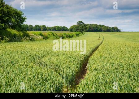 Blé (Triticum aestivum), têtes de semis non mûres qui poussent au champ avec du copse et du hedgerow, Driffield, East Yorkshire, Angleterre, Royaume-Uni Banque D'Images