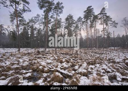 Début de l'hiver et de la neige sur la lande. Tister Bauernmoor, une tourbière surélevée, est une réserve naturelle et fait partie de la grande zone de tourbière surélevée Ekelmoor et le Banque D'Images