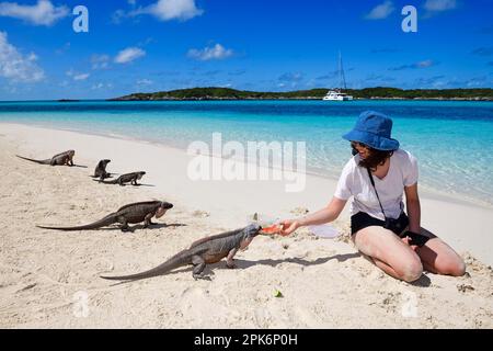 Jeune femme nourrissant des iguanes de roche (Cymura cychlura inornata) sur Allens Cay, Exuma Cays, Bahamas Banque D'Images