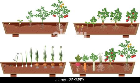 Ensemble de différentes racines de plantes poussant dans l'illustration du sol Illustration de Vecteur