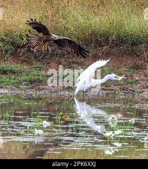Cerf-volant noir (Milvus migrans) qui arnaque un aigrette avec un poisson, Queensland, Queensland, Queensland, Australie Banque D'Images
