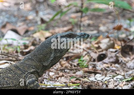 Lace Goanna ou Lace Monitor (Varanus varius) sur le fond de la forêt tropicale, Cape Tribulation, Far North Queensland, Queensland, Australie Banque D'Images