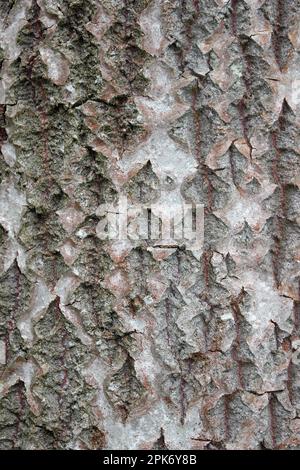 Blanc Poplar Populus alba arbre Bark Banque D'Images