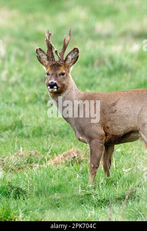 Roebuck Roe cerf à Wincken fen à Cambridgeshire, Angleterre, avril 2023 Banque D'Images
