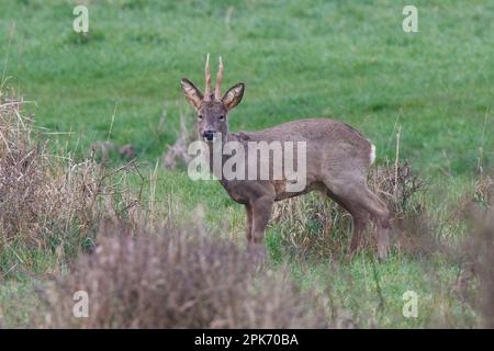 Roebuck Roe cerf à Wincken fen à Cambridgeshire, Angleterre, avril 2023 Banque D'Images
