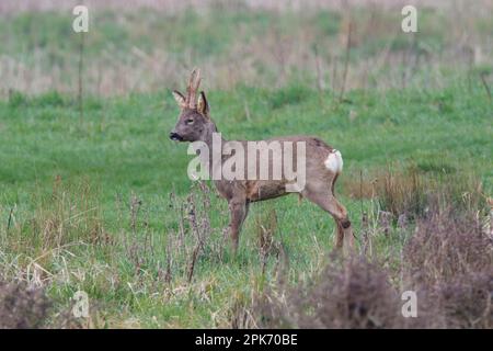 Roebuck Roe cerf à Wincken fen à Cambridgeshire, Angleterre, avril 2023 Banque D'Images