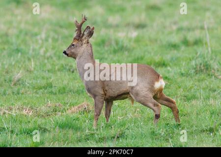 Roebuck Roe cerf à Wincken fen à Cambridgeshire, Angleterre, avril 2023 Banque D'Images