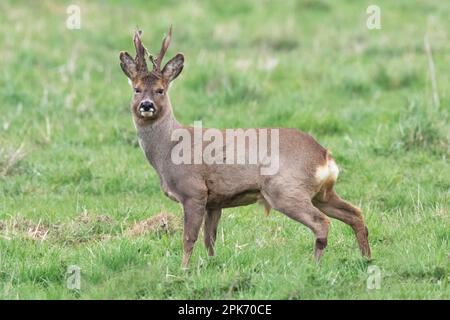 Roebuck Roe cerf à Wincken fen à Cambridgeshire, Angleterre, avril 2023 Banque D'Images