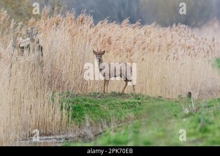 Roebuck Roe cerf à Wincken fen à Cambridgeshire, Angleterre, avril 2023 Banque D'Images