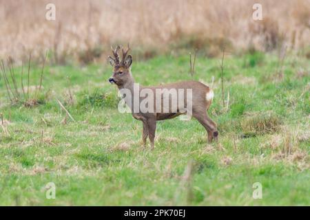 Roebuck Roe cerf à Wincken fen à Cambridgeshire, Angleterre, avril 2023 Banque D'Images