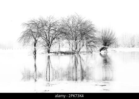 Au Rhin inférieur... Groupe d'arbres ( île Bislicher près de Xanten ) avec réflexion en hiver inondation Banque D'Images