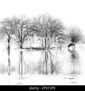 Au Rhin inférieur... Groupe d'arbres ( île Bislicher près de Xanten ) avec réflexion en hiver inondation Banque D'Images