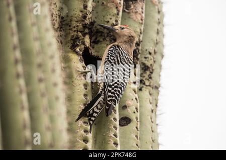 Un pic mâle Gila excave une cavité nicheuse dans un cactus saguaro. Bon pour l'identification. Gilbert Riparian Reserve, Gilbert, Arizona, États-Unis Banque D'Images