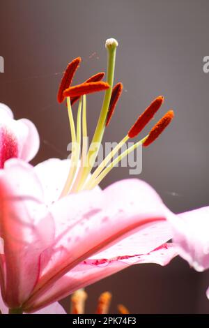 Lily se dirige en gros plan dans un jardin de Cotswold Banque D'Images