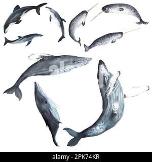 Jeu d'aquarelles dessinées à la main d'animaux aquatiques : baleines, dauphins et narvals. Une partie de la grande série D'illustrations ISLANDAISES Banque D'Images
