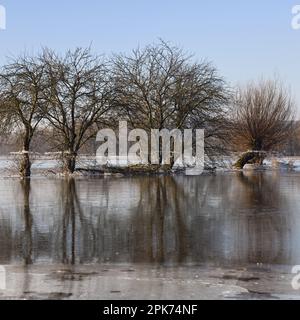 Au Rhin inférieur... Groupe d'arbres ( île Bislicher près de Xanten ) avec réflexion en hiver inondation Banque D'Images