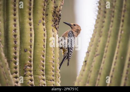 Un pic mâle Gila excave une cavité nicheuse dans un cactus saguaro. Bon pour l'identification. Gilbert Riparian Reserve, Gilbert, Arizona, États-Unis Banque D'Images